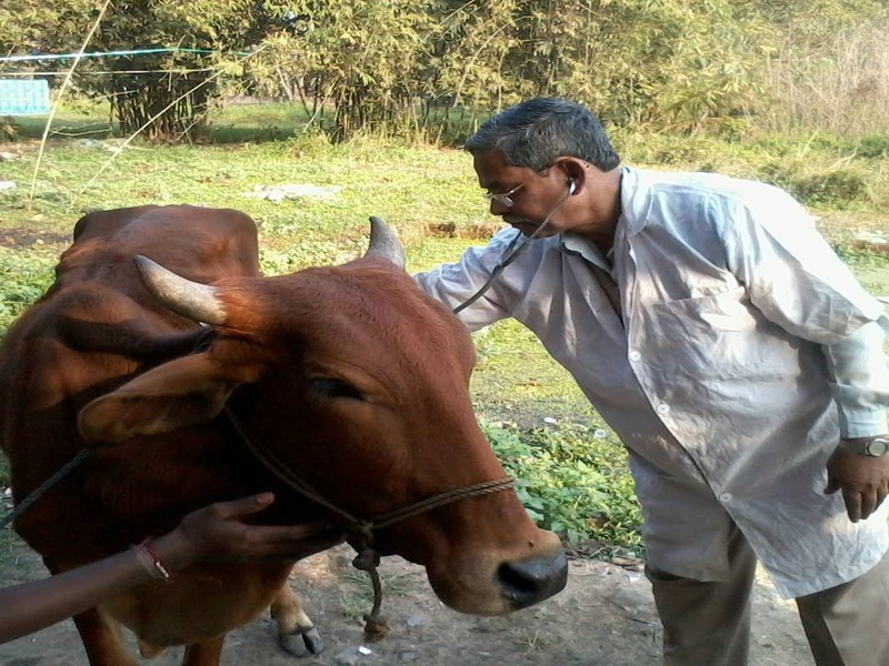 एक दिवसीय मोफत पशुवैद्यकीय आरोग्य तपासणी